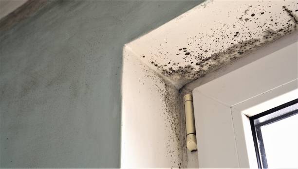 Best Mold Prevention Services  in Mchenry, IL