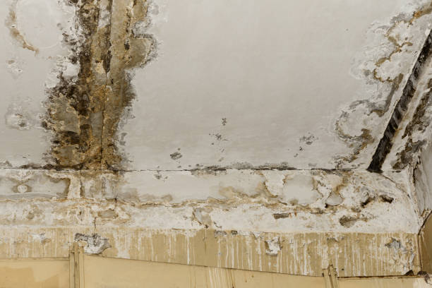 Forensic Mold Investigation in Mchenry, IL