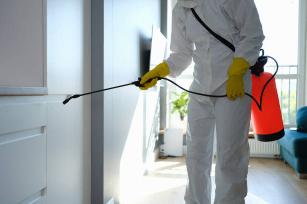 Best Basement Mold Removal  in Mchenry, IL