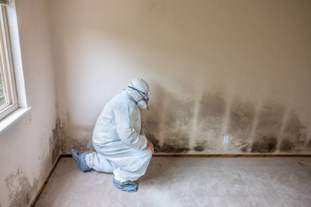 Best Mold Remediation for Healthcare Facilities  in Mchenry, IL